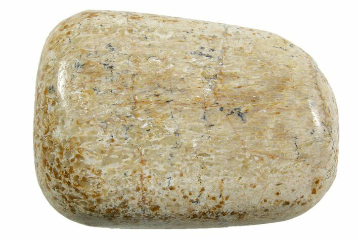 Polished Dinosaur Bone (Gembone) - Morocco #371378